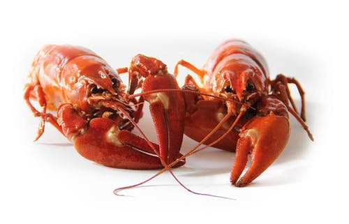 Louisiana Crawfish Season | Slap Ya Mama